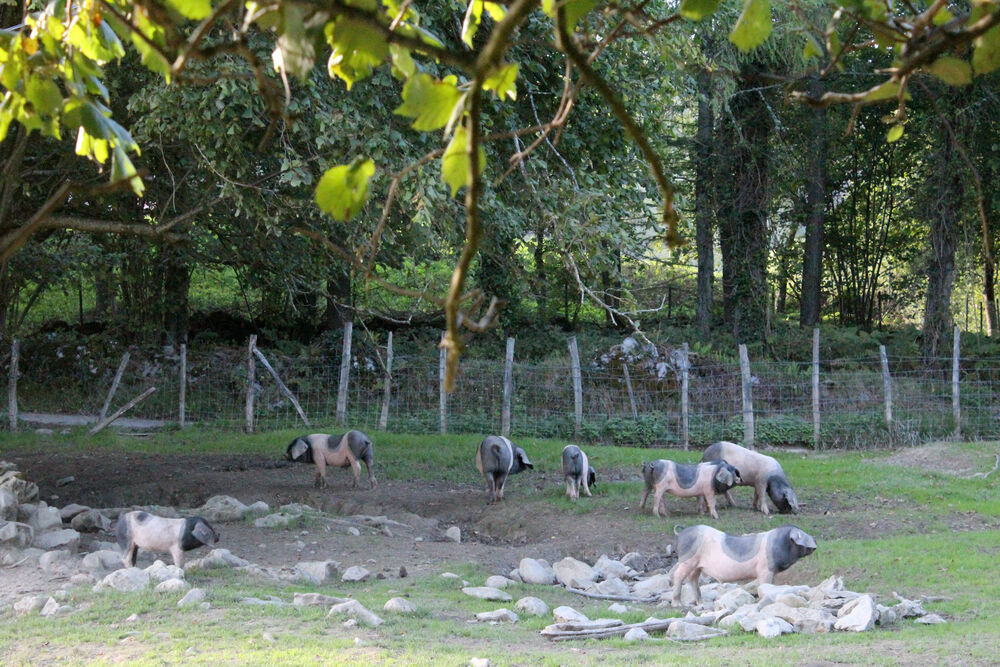 Euskal Txerri, el cerdo vasco