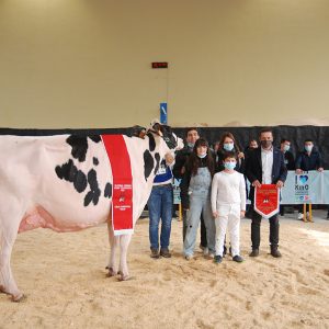 XV. Championnat Euskadi des Vaches Frisonnes